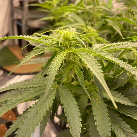 Black Domina  growlog timeline photo