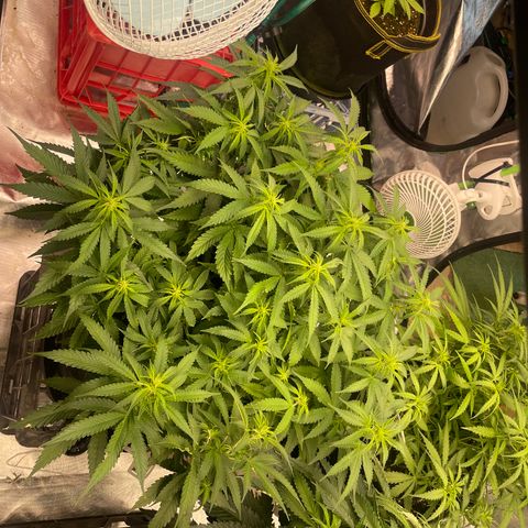 Black Domina  growlog timeline photo