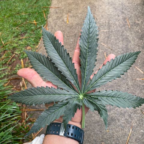 Black Domina  growlog timeline photo