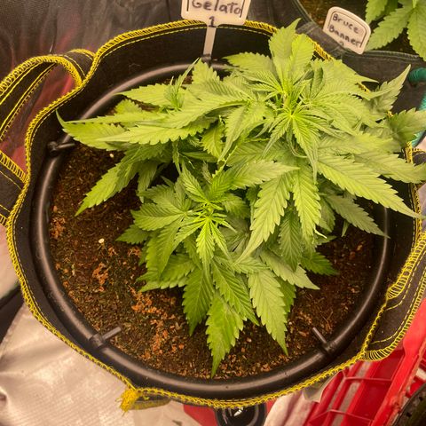 Gelato #1 growlog timeline photo