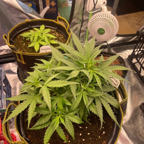  Bruce Banner #1 growlog timeline photo