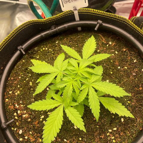 Gelato #2 growlog timeline photo