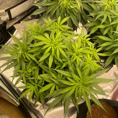 Auto Psychedelic growlog timeline photo