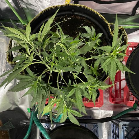  Bruce Banner #1 growlog timeline photo