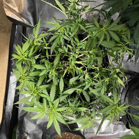 Auto Psychedelic growlog timeline photo