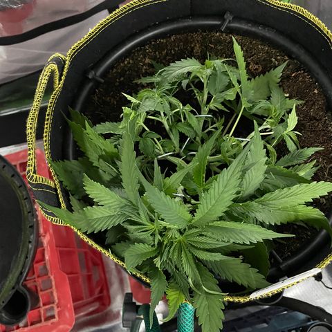 Gelato #2 growlog timeline photo
