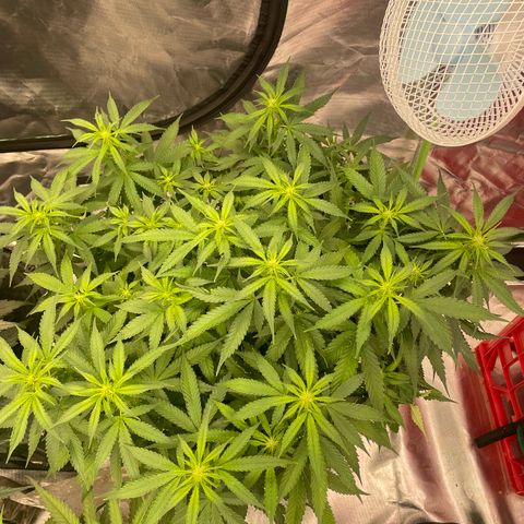 Black Domina  growlog timeline photo