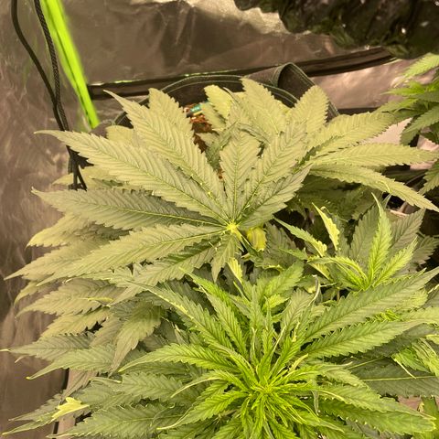 Black Domina  growlog timeline photo