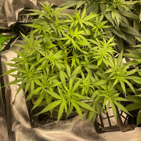 Auto Psychedelic growlog timeline photo