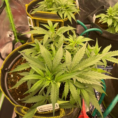  Bruce Banner #1 growlog timeline photo