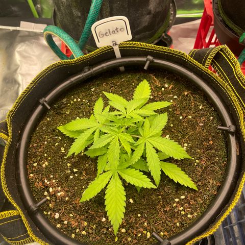 Gelato #2 growlog timeline photo