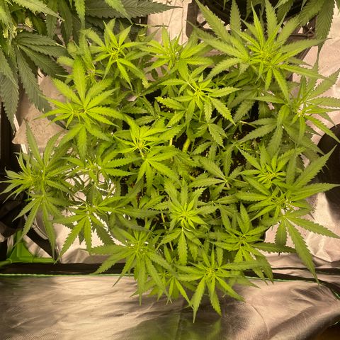 Auto Psychedelic growlog timeline photo
