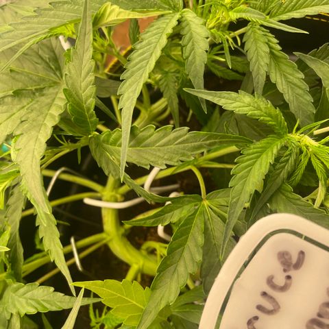  Bruce Banner #1 growlog timeline photo