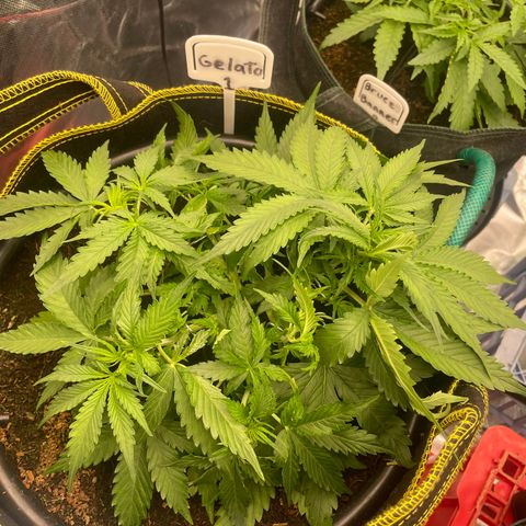 Gelato #1 growlog timeline photo