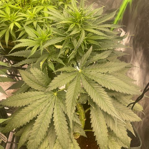 Black Domina  growlog timeline photo