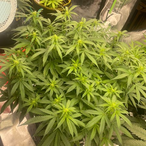 Black Domina  growlog timeline photo