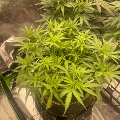 Auto Psychedelic growlog timeline photo