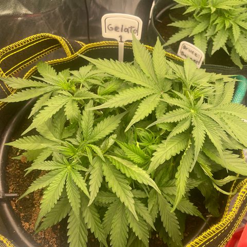 Gelato #1 growlog timeline photo