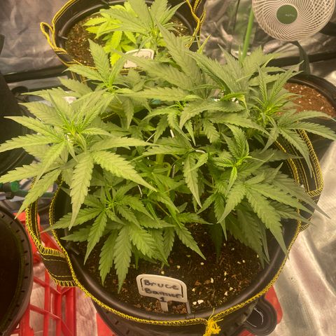 Bruce Banner #1 growlog timeline photo