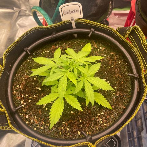 Gelato #2 growlog timeline photo