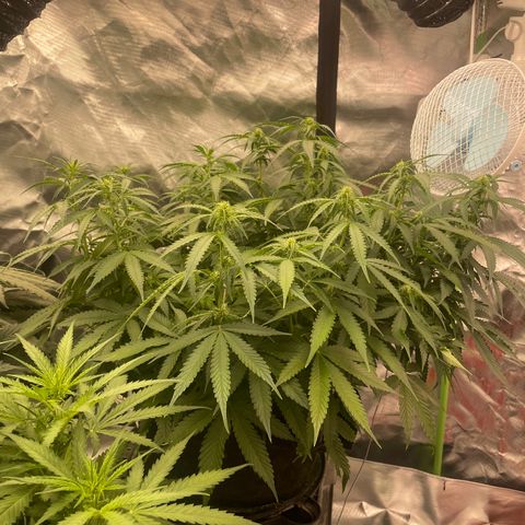 Black Domina  growlog timeline photo