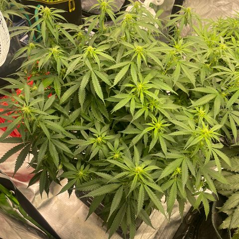 Black Domina  growlog timeline photo