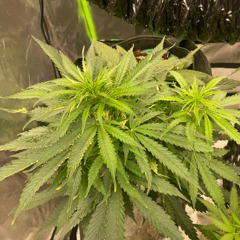 Black Domina  growlog timeline photo