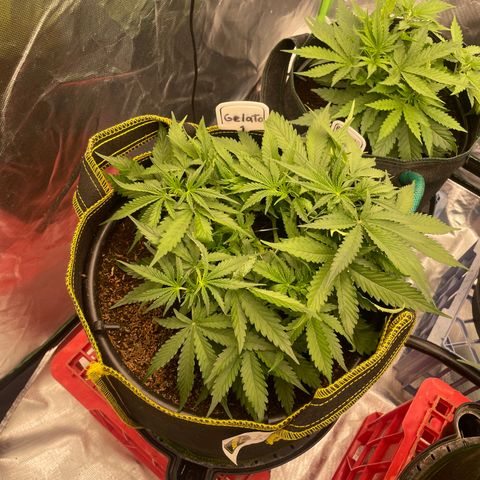 Gelato #1 growlog timeline photo