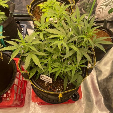  Bruce Banner #1 growlog timeline photo