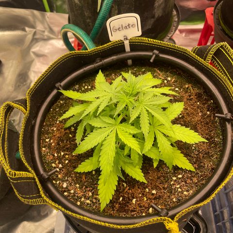 Gelato #2 growlog timeline photo