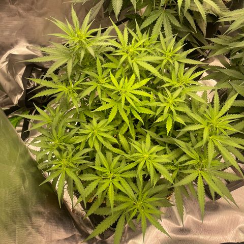 Auto Psychedelic growlog timeline photo