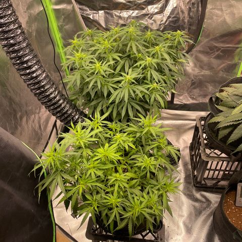 Auto Psychedelic growlog timeline photo