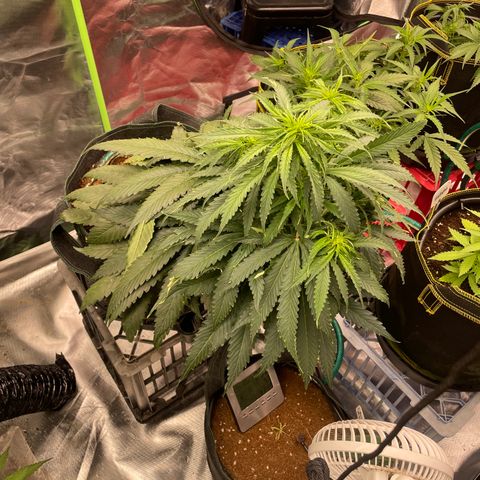 Black Domina  growlog timeline photo