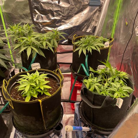  Bruce Banner #1 growlog timeline photo