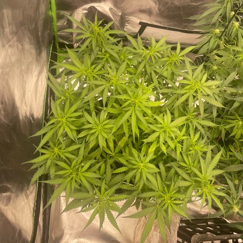 Auto Psychedelic growlog timeline photo
