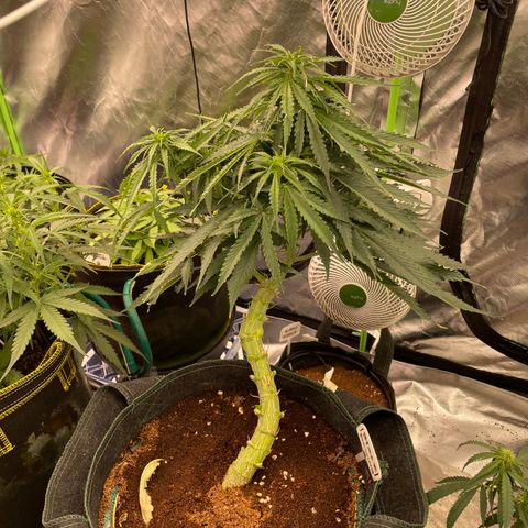 Black Domina  growlog timeline photo