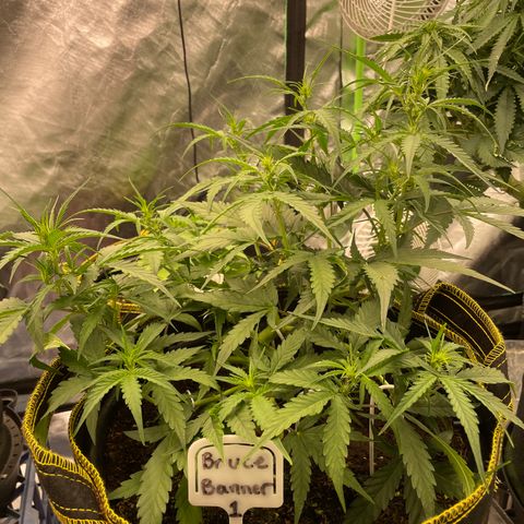  Bruce Banner #1 growlog timeline photo