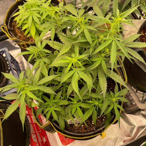  Bruce Banner #1 growlog timeline photo