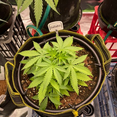 Gelato #2 growlog timeline photo