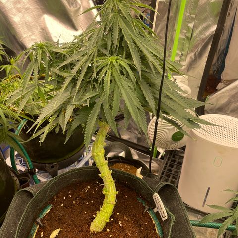 Black Domina  growlog timeline photo