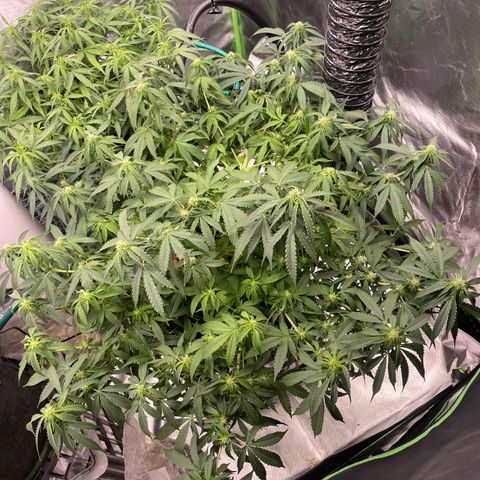 Black Domina  growlog timeline photo