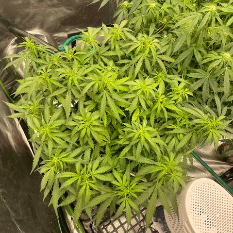 Auto Psychedelic growlog timeline photo