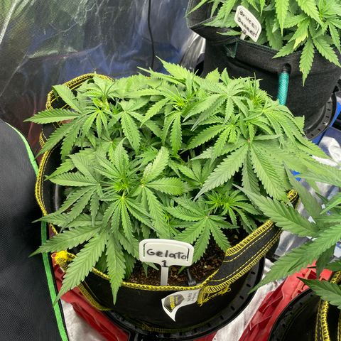 Gelato #1 growlog timeline photo