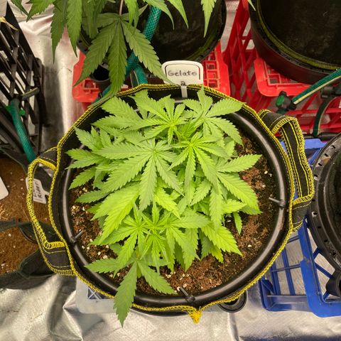 Gelato #2 growlog timeline photo