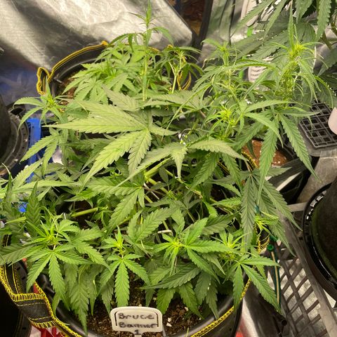 Bruce Banner #1 growlog timeline photo