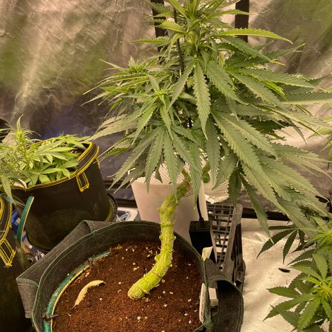 Black Domina  growlog timeline photo