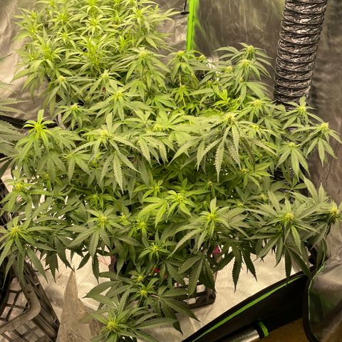 Black Domina  growlog timeline photo