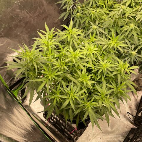 Auto Psychedelic growlog timeline photo