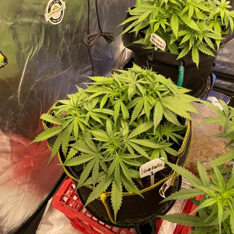 Gelato #1 growlog timeline photo