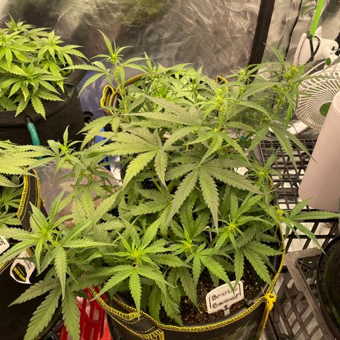  Bruce Banner #1 growlog timeline photo